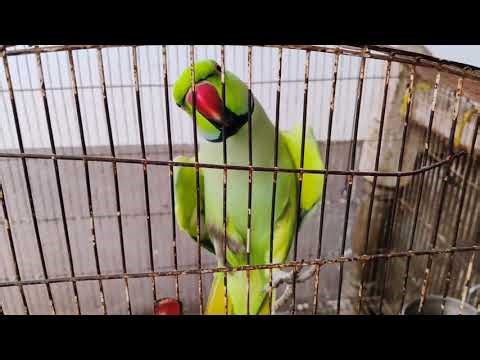 Mitthu Mitthu 🦜 | Talking Parrot Video