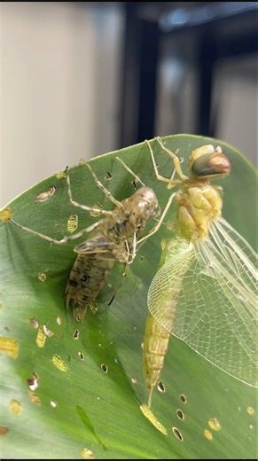 From Water to Sky – The Incredible Journey of a Dragonfly