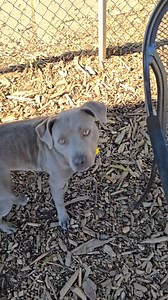 6.8K views · 222 reactions | Update: Kalina rescued Paws of the South...