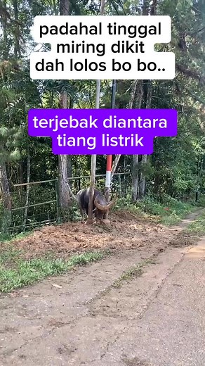 Disinilah perbedaan antara manusia dan h3wan Sama sama punya otak tp tidak punya pikiran. Miring aja dikit sudah lolos padahal.. 😁 #pengikut | Lita Tambunan
