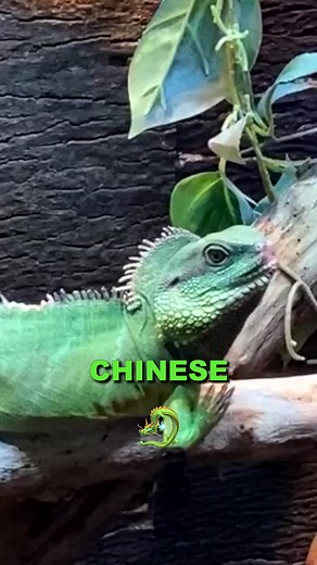 1.5K views · 45 reactions | Here's Why You Should Get A Chinese Water Dragon! #reptiles | Wickens Wicked Reptiles | Facebook
