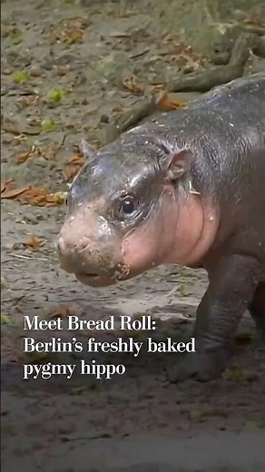 Meet Bread Roll: Berlin's freshly baked pygmy hippo