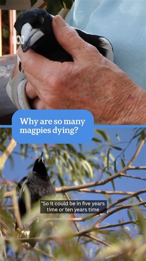 #BestOf2025: Wildlife carers are reporting a surge in cases of a mystery illness that leaves birds such as magpies paralysed and often leads to death. About 400 magpies and similar species have presented to WA Wildlife Hospital with paralysis in the past two months. 📝 Andrew Williams via ABC South West ℹ️This post is part of our series recapping our most read, or most viewed, stories from 2025. To get more news like this straight from the source download the ABC NEWS app. #ABCNews #Magpies | AB
