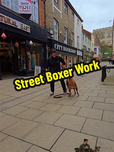 I simply love working with Proxima – she’s motivated, focused, obedient, playful, strong, confident, and balanced. You couldn’t ask for a better dog. #workingdog #boxerdog #boxer #Training #obedience