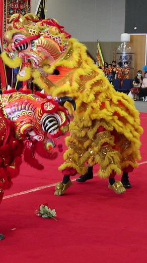 I double the speed of Qilin dance (Chinese Unicorn). It sounds like African drum music, kind of cool. Even at normal speed, the moves of Qilin are still super energetic. #qilin #unicorn #kirin #qilindance #liondance #chinesenewyear #lunarnewyear | MySabah