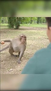 Monkey Taste Test Fails Instantly 🐒🥚🤣