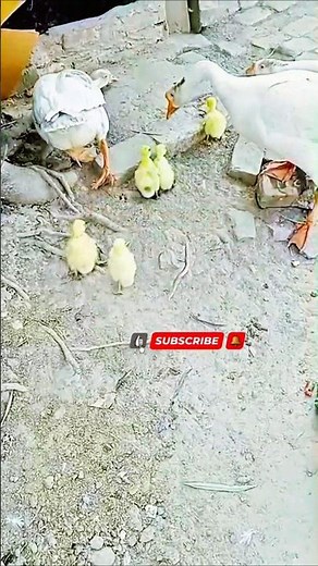 Raj Duck Breeding and Ducklings Care at Home