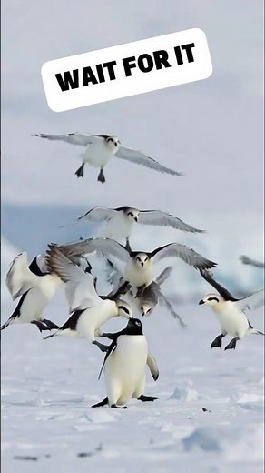 Penguin's Worst Nightmare! 😱 Will He Survive? #shorts