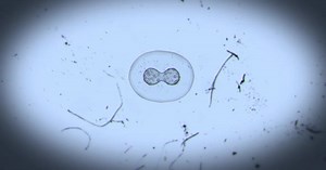 Real Cell Division Microscope 2