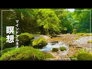 【5分】マインドフルネス瞑想 - 森の中の雰囲気【自然を味わう】