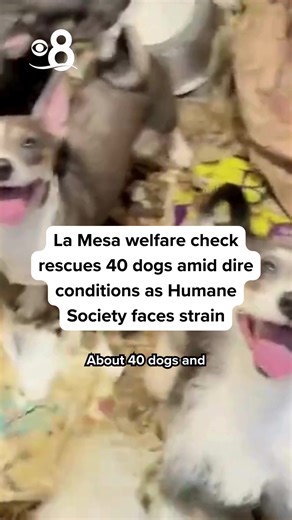 Welfare Check Reveals 40 Dogs in Need at San Diego Shelter