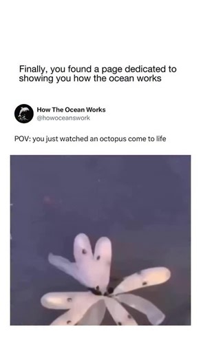 How The Ocean Works on Instagram: "@howtheoceanworks teaches you something new about the ocean every day! 🌊 🧠 An octopus begins its life as a tiny egg, carefully laid and protected by its mother. Depending on the species, a female octopus can lay anywhere from a few thousand to hundreds of thousands of eggs, attaching them to rocks or hidden surfaces in her den. When the eggs finally hatch, miniature versions of adult octopuses—called paralarvae—emerge and drift into the open ocean. These youn