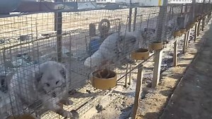 Upsetting footage shows distressed animals in cages at fur farm