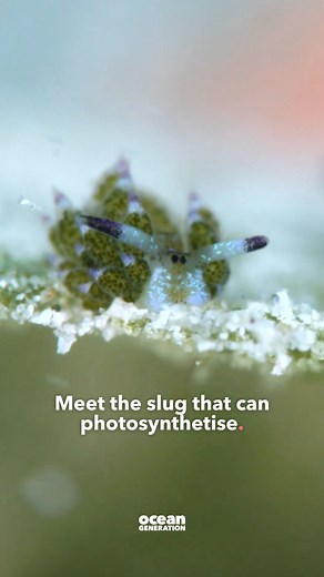 This sea slug photosynthesises; like a plant.   This sea slug...