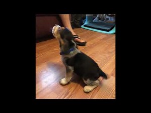 AKC blue tick beagle puppies 7 weeks old