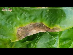 Symptoms of common Pepper Diseases