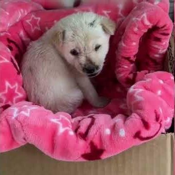 #animalsAnimal rescue, animal awareness, fun animal facts #animals #storytime