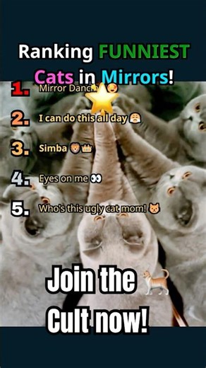 Ranking FUNNIEST Cats in Mirrors! #cat #funny #cute