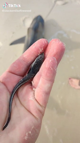 Jake Brown on TikTok