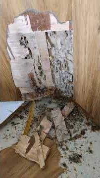 Termite Treatment video | termite treatment best chemical | termite problem