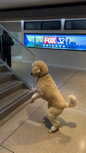 6.5K views · 97 reactions | This Walking Poodle Has The Internet SHOCKED With Amazing Talent | Daily life | Facebook