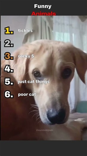 These Animals Are Too Funny #shorts #funnyanimals #fyp