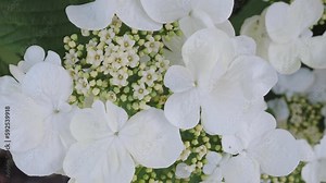 Viburnum plicatum, also known as Japanese snowball or Chinese snowball, is a beautiful flowering shrub. Stock Video