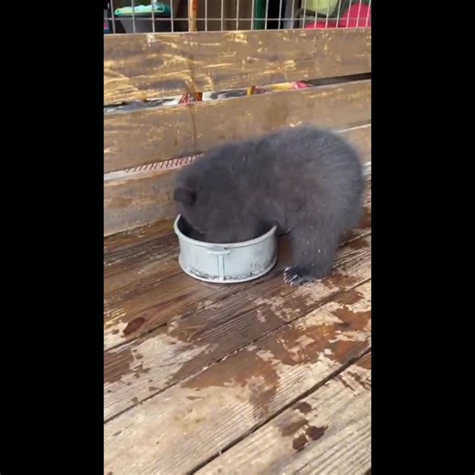 Funny Farm: Animals Being Hilarious Compilation!