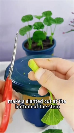 5.5K views · 40 reactions | Propagate geraniums via cuttings | Garden and Lifehacks V1 | Facebook