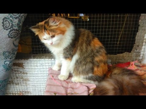 Cat hair fall cleaning | cat videos | animals videos | mini zoo video |
