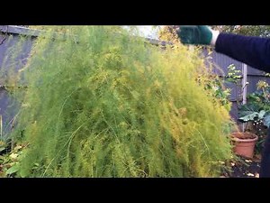 When to cut back asparagus to ensure a good crop next year