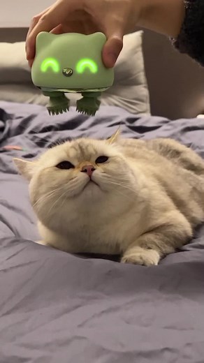 Cute Cat Relaxing with Fun Cat-Shaped Device