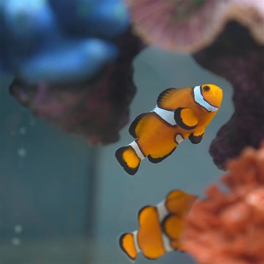 Que tu mejor plan sea visitar el Acuario de la CDMX. Ven y disfruta de 3 experiencias en una sola admisión. ¡Abrimos todos los días! 🌊 Acuario Inbursa 🐢 Acuario Interactivo 🏴‍☠ Exposición Piratas 🎟 ¡Adquiere tus entradas ahora! 👉 https://www.acuarioinbursa.com.mx/comprar/ #AcuarioInbursa #AcuarioInteractivo #somoselmardecdmx #CDMX #México | Acuario Inbursa