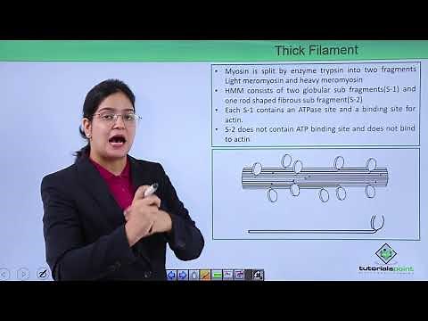 Class10th – Thick and Thin Myofilaments | Locomotion and Movement | Tutorials Point