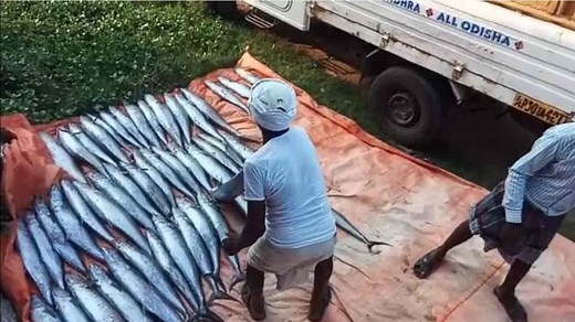 Konam Fish: గంగపుత్రుల పంట పండింది..వేటకు వెళ్లిన అందరి వలల్లోలక్షలాది రూపాయల విలువచేసే అరుదైన కోనాం చేపలు