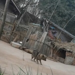 132K views · 5.9K reactions | Take a little time to meet the acrobatic do! | Beautiful Dogs Love | Facebook