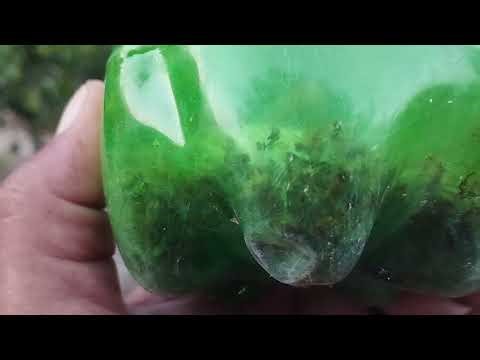 Protect Your Citrus from Fruit Fly Trapping and Spraying Solutions