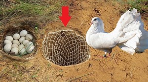 5K views · 88 reactions | Easy Bird Trap Using Nets Deep Hole Trap & A lot Of eggs 讀 | HUBplay.co Aventuras HD | Facebook
