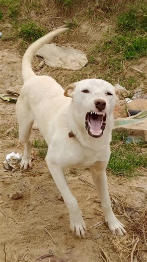 Guard Mode ON: Dog’s Powerful Bark 🐕🔥