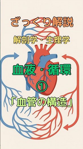 ざっくり解説 解剖学・生理学 血液・循環① 「血管の構造」 #柔道整復師学生 #看護学生 #解剖生理学 #shorts #shortsstudy