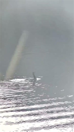 Fishery management. Cormorant control remotely.