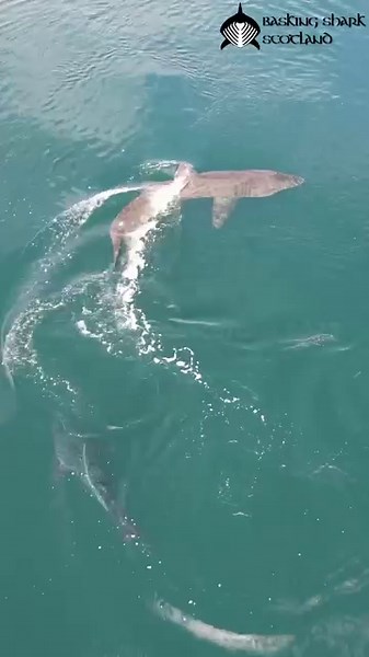 6.4K views · 172 reactions | Exclusive for #worldbaskingsharkday - a...