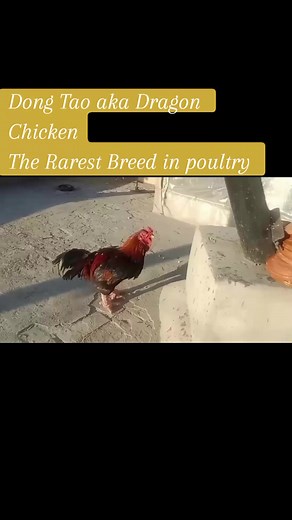 Dong Tao aka Dragon Chicken also called Dragon Chicken, is a rare Vietnamese chicken breed with enlarged feet, that originates from the village Đông Tảo in Khoái Châu District near Hanoi. Dong Tao chickens are valued as a delicacy in Vietnam, and they were once bred exclusively to be served to the royal family and mandarins. They are difficult to breed as their large legs make hatching difficult, and they are also sensitive to changes in temperature. Hens often break the eggs with their bulky le