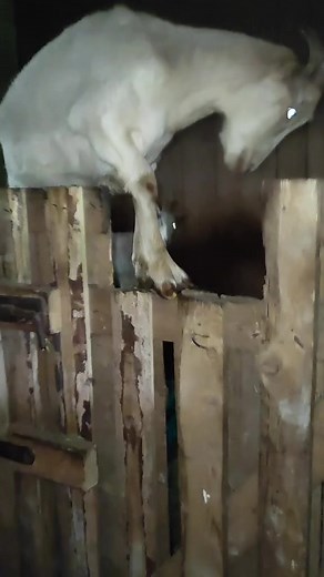 Bēglis Gatavais: A Farm Adventure with Goats