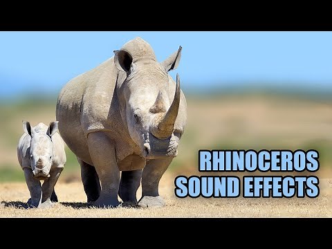 Rhino Sound Effects 🦏 Rhinoceros Sounds