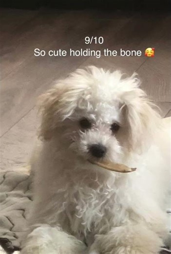 Rating my puppy's photos Part 2