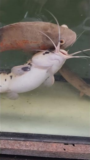 Marble Clarias Catfish 💙