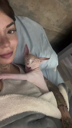 Cuddly Moments with a Sphynx Cat in Bed