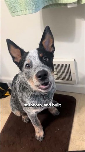 Blue Heeler vs Belgian Malinois...