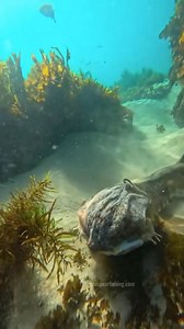 141K views · 1.3K reactions | Shark vs Octopus #fbreelsvideo #viral #shark #viralreels #RenzSpearfishing | Renz Spearfishing | Facebook